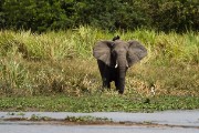 Elephant : 2014 Uganda